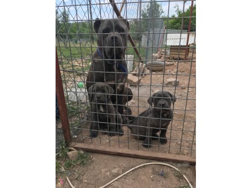 BLUE CANE CORSO YAVRULARIMIZ