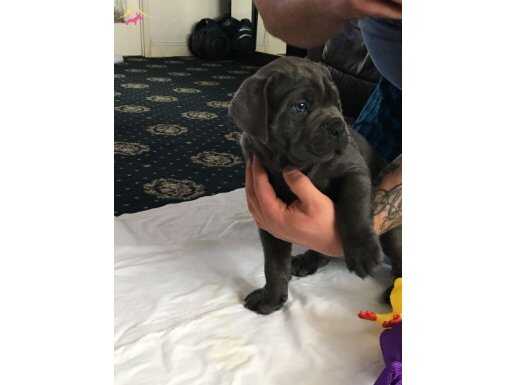 BLUE VE SİYAH RENK CANE CORSO YAVRULARIMIZ