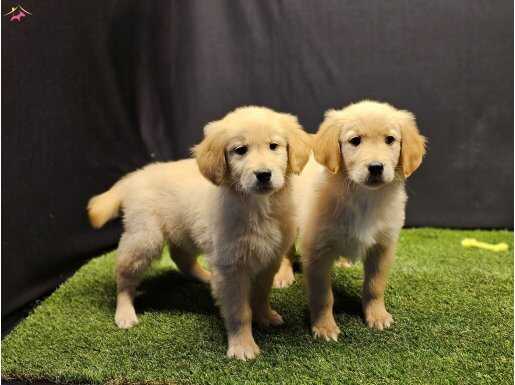 Club K9 Güvencesiyle Safkan Golden Retriever Yavruları