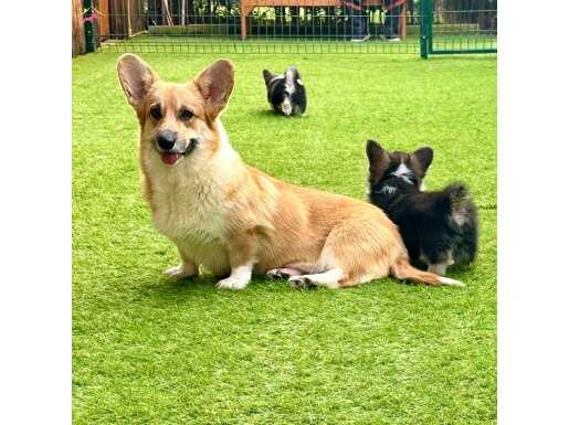 Pembroke Welsh Corgi Yavruları - Club K9 güvencesiyle !