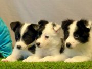 Zeka Küpü Border Collie Yavrularımız