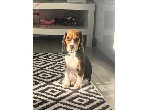 HARIKA ÜÇ RENKLI BEAGLE YAVRU