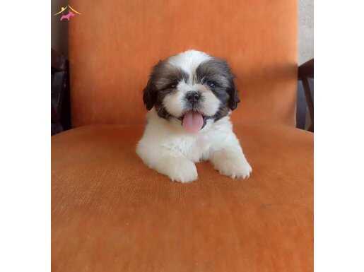 Safkan shihtzu yavrular 