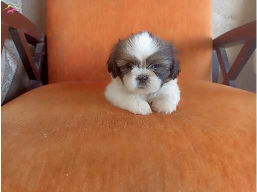 Safkan shihtzu yavrular 