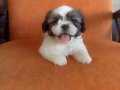 Safkan shihtzu yavrular 