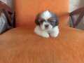 Safkan shihtzu yavrular 