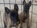 Belgium Malinois