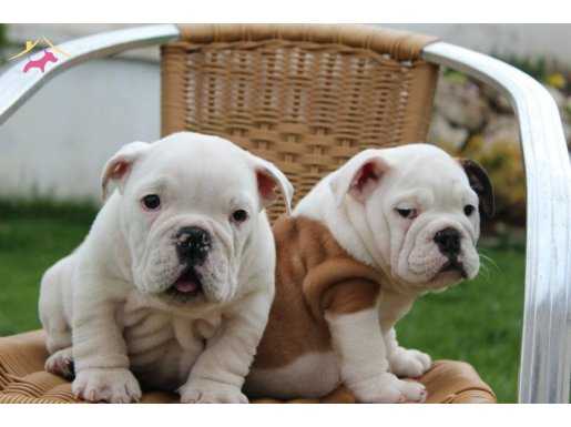 IRK GARANTİLİ İNGİLİZ BULLDOG YAVRULARI PUPPY PET EVİNDE...