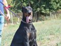 %100 IRK GARANTİLİ DOBERMAN YAVRULARIMIZ... 