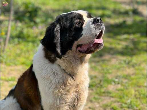 FCI & KIF Secereli Genç  Saint Bernard