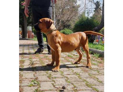 Boerboel yavrumuz 3.5 aylık tüm aşıları yapıldı FCI kayıtlı 