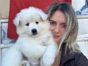 Samoyed Yavrular