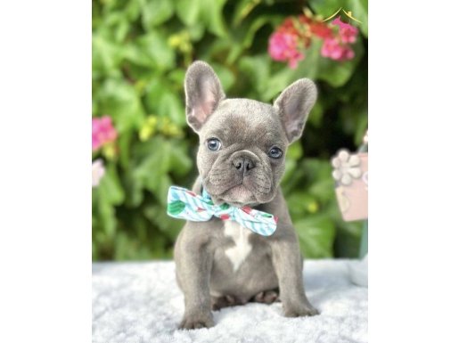 BLUE FRENCH BULLDOG