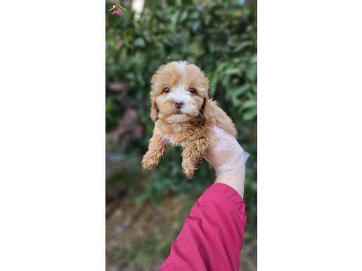 a kalite maltipoo