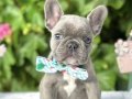 BLUE FRENCH BULLDOG