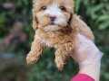 a kalite maltipoo