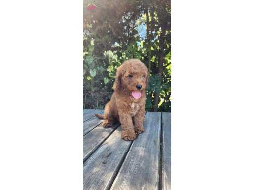 DİŞİ VE ERKEK MİNİGOLDENDOODLE