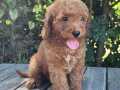 DİŞİ VE ERKEK MİNİGOLDENDOODLE