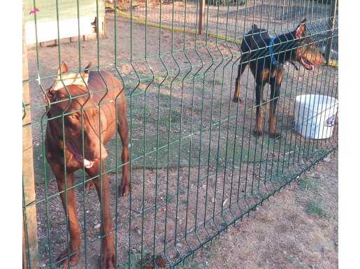 Genç ve yetişkin dobermanlar