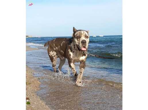 Merle cane corso yavruları