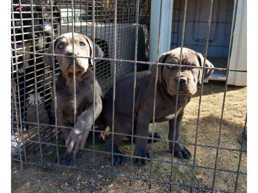 Blue cane corso yavrular 