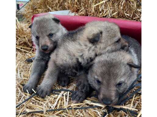 Wolfdog yavruları safkan 