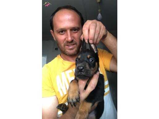 HER BÜTÇEYE UYGUN DOBERMAN YAVRULARI