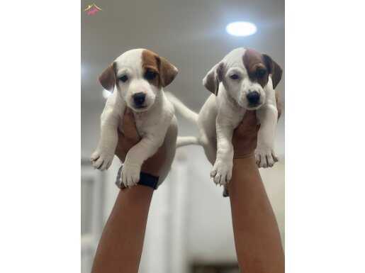 Kısa bacak Jack Russell 