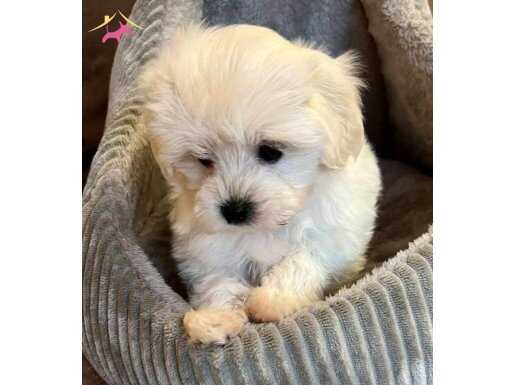 White Maltipoo  Bebekler