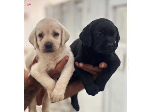 Mükemmel Irk Kalitesinde Labrador 