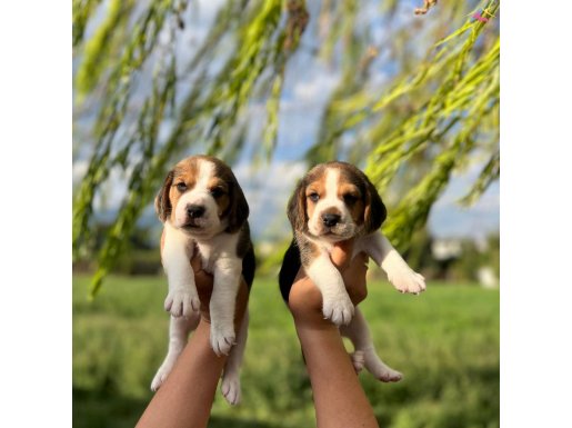 Mükemmel Beagle Yavrular