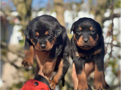 Safkan Rottweiler yavrular 