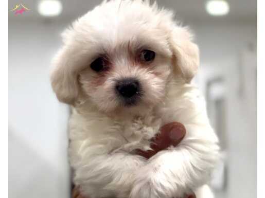 Pamuk gibi Maltese Terrier bebekler 