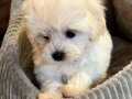 White Maltipoo  Bebekler