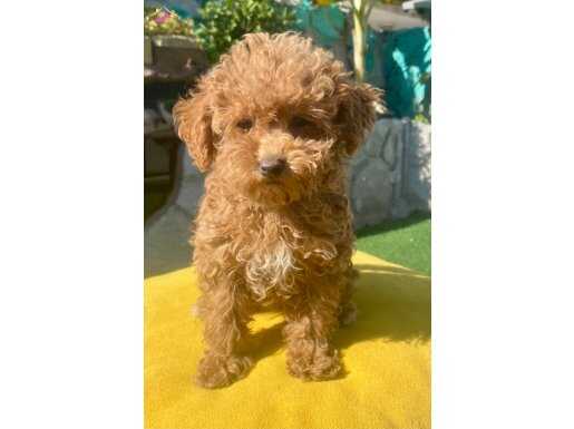 MİNİ BOY POODLE TÜY YAPISINDA KIZIM