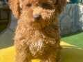 MİNİ BOY POODLE TÜY YAPISINDA KIZIM