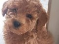 0 numără toy poodle bebeklerim