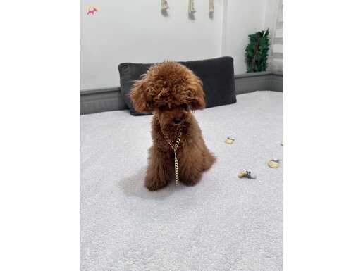 Malzemeleriyle 1 yaşında koyu kırmızı erkek toy poodle