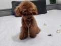 Malzemeleriyle 1 yaşında koyu kırmızı erkek toy poodle