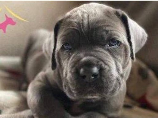 DEV CANE CORSO YAVRULARI