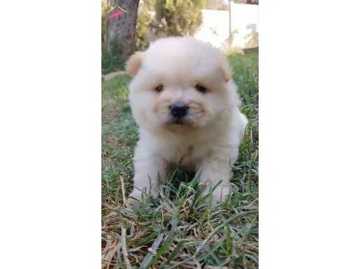 AYI TEDDY CHOW CHOW YAVRULAR 