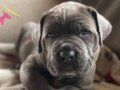 DEV CANE CORSO YAVRULARI