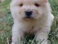 AYI TEDDY CHOW CHOW YAVRULAR 