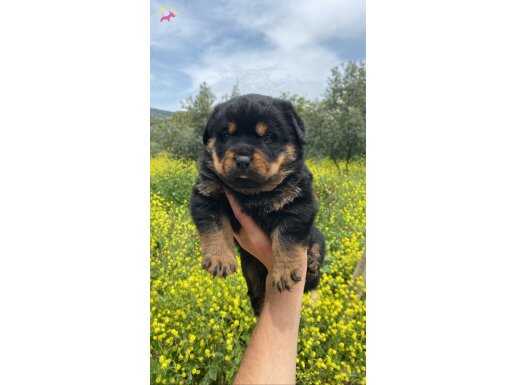 Kalite sahibi olmak isteyene a kalite rottweiler yavrumuz