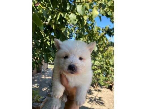 Irk garantili Samoyed yavrularımız 