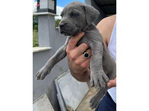 CANE CORSO DİŞİ ERKEK YAVRULAR