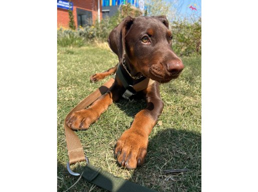 KİNG DOBERMAN YAVRULAR 