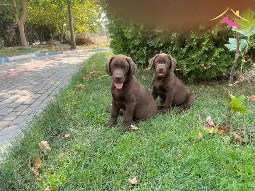 SAFKAN LABRADOR YAVRULAR 