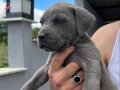 CANE CORSO DİŞİ ERKEK YAVRULAR