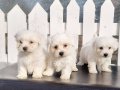 0 numara bem beyaz maltese terrier yavrularımız